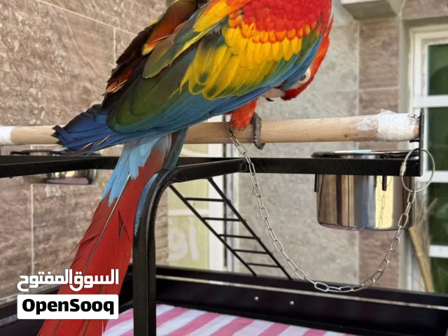 فرخ سكارلت مكاو