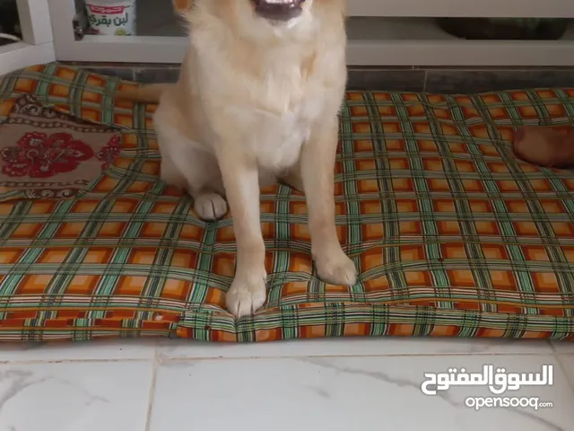 كلب جولدن للبيع