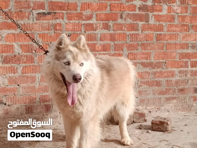 شرشابه زفتي الغربيه
