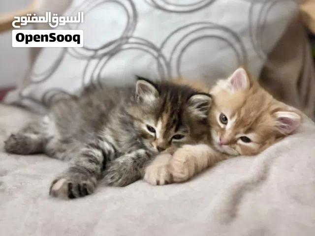 شيرازي عمر 45 يوم انثي