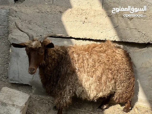 سلام عليكم صخله مرعز سمينه حلوه مال جني صخله مضرع بس ما انطي شرط ابيع فارغه