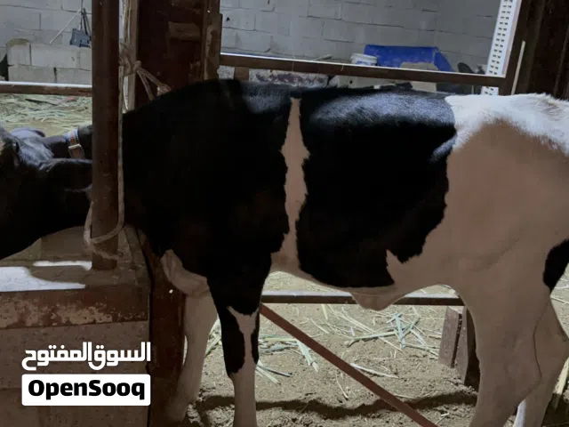 بجر استرالي نوعية حلوة ترهم مال جني ورباط عمرها 5 اشهر توها مفطومة ومبينه بل فيديو شكلها وضرعها