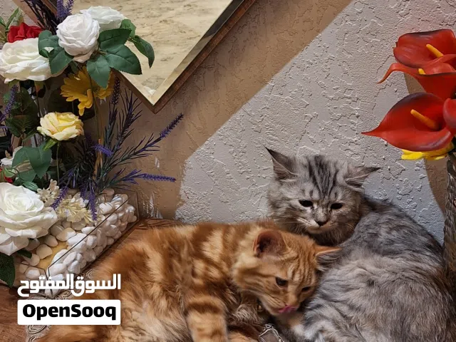 قطط إناث اليفه للبيع