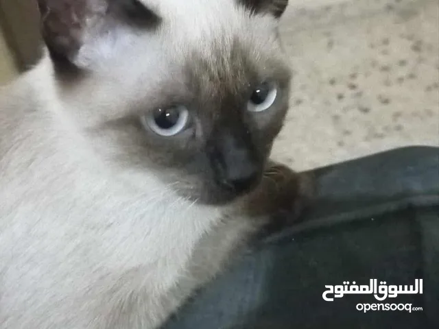 قط سيامي ذكي جداا عمره شهور