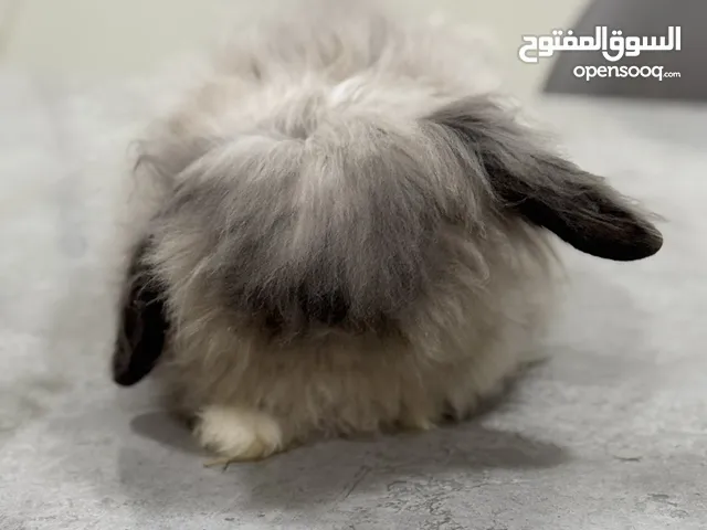 Pure Angora Rabbit