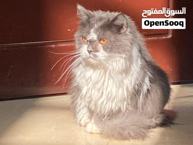 قطه اليفه للبيع