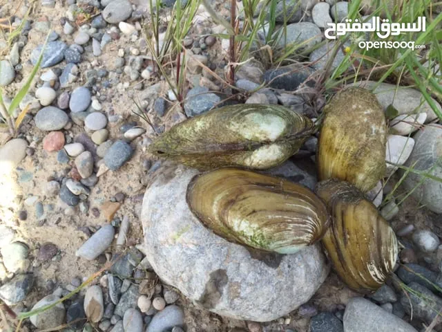 محار المياة العذبة
