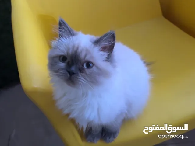 قطة للبيع هملايا