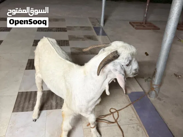 جدي تهجين عماني باكستاني
