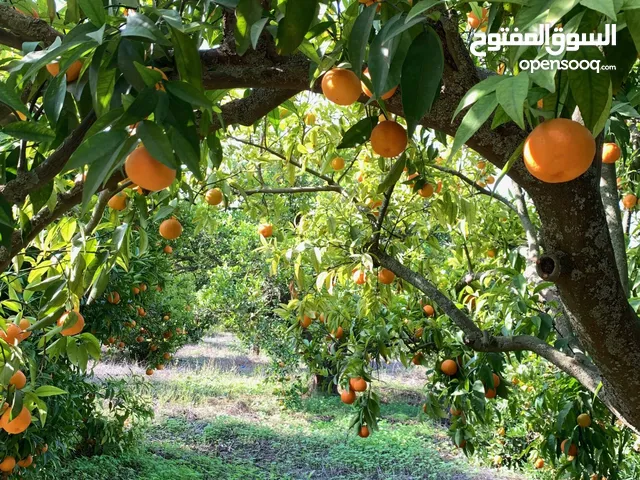Farm Land for Sale in Irbid North Shuna