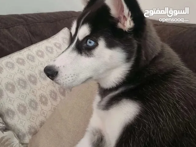 هاسكي  ست شهور للجادين فقط