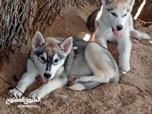 هاسكي