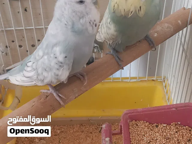 كوبيات غلاظ