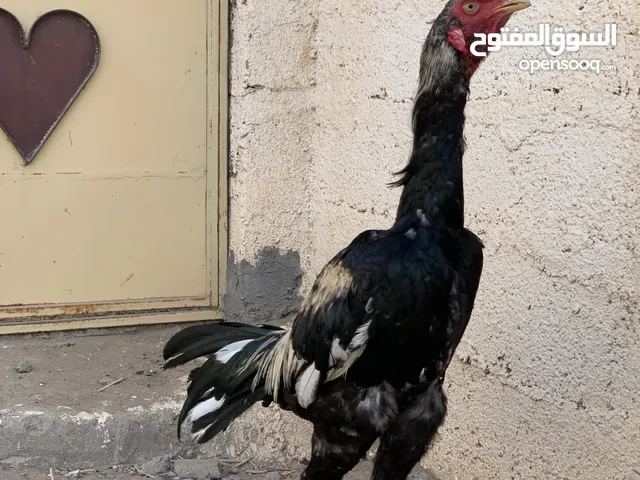 للبيع دجاج باكستاني الديك 25 و الدجاجه 15 منتجات