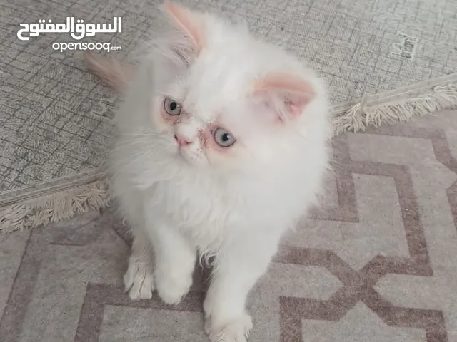 ذكر هملايا اورنج بيور مستوى حلو شعر طويل الام والاب هملايا بيور