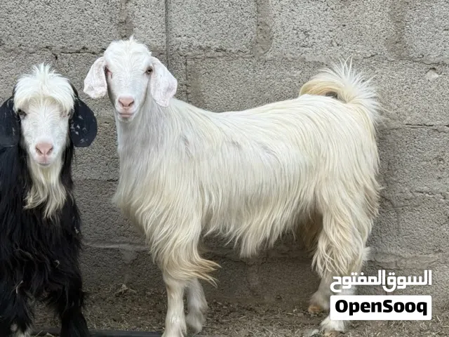 جدي عماني مطعوم وجاهز للعيد