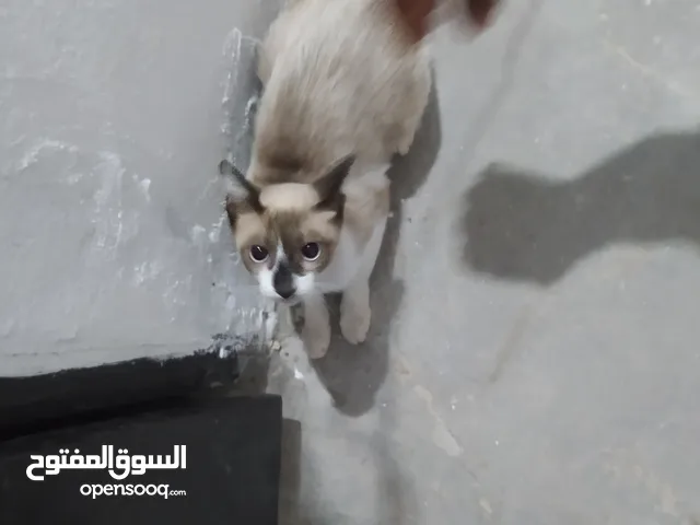 قطة سيامية