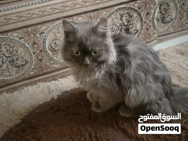 النوع: شيرازي مون فيس (عمر 4-6 أشهر تقريباً) ذكر