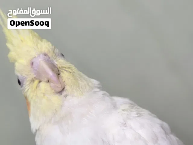 ببغاء كوكتيل 3 ازواج طفرات مختلفة اقرأ الوصف مهم