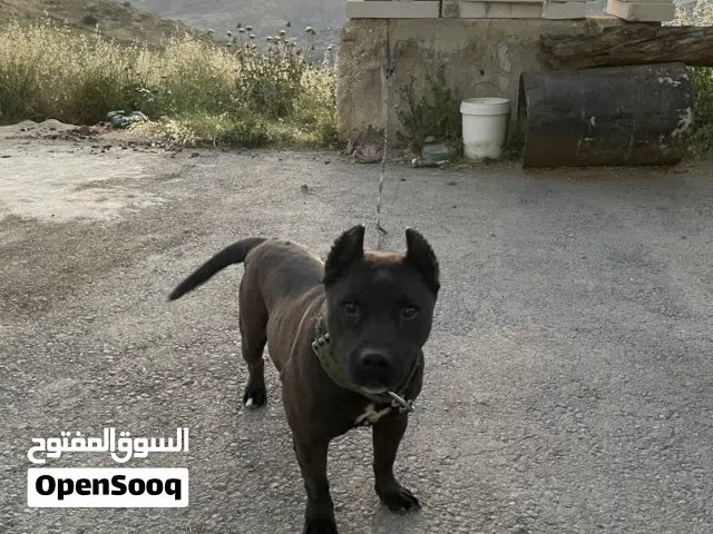 انثى بيتبول حراسة (غير مدربة) في ناعور للبيع