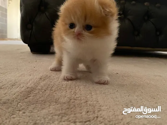 انثى بيرشن فولد مستوى عالي