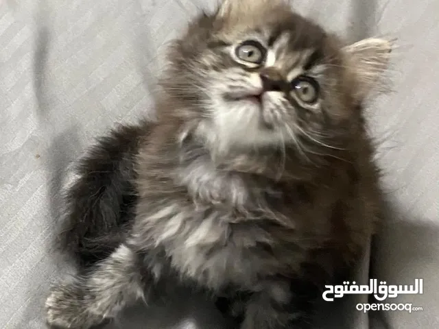 قطط صغار للبيع كيوت مستوى ممتاز من ام هملايا واب شيرازي مستوى ضخم