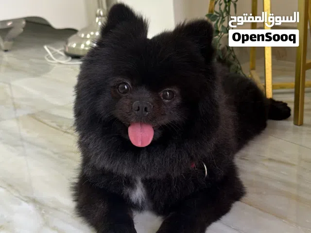 بوميرانيان ذكر مع كل اغراضه