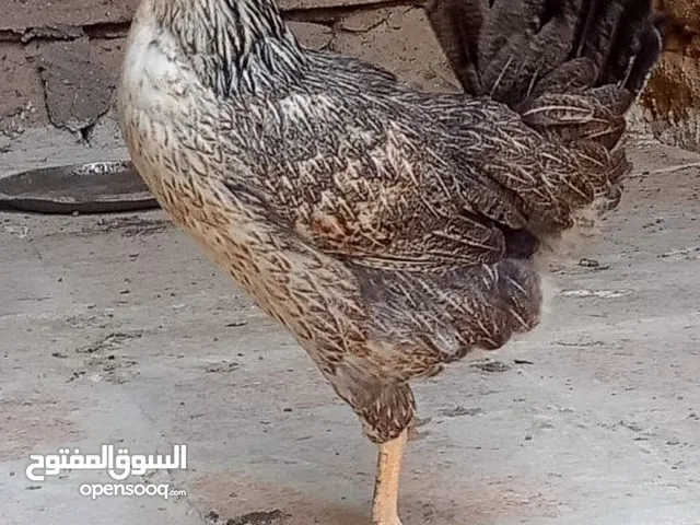 ديج ودجاجتين كويتي الديج ابيضّ ودجاجه شوكية ودجاجه عرب حمره أم لحية فول نشاط