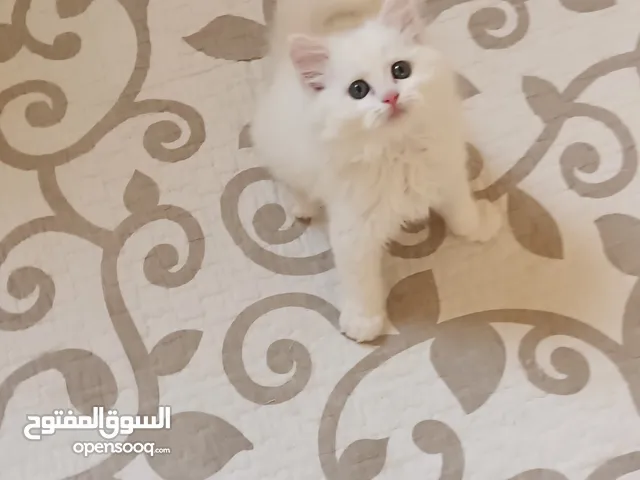 White Pure Persian Kitten