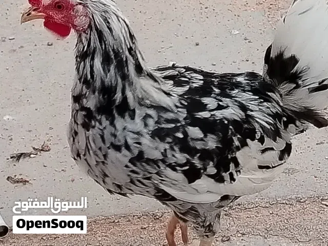 دجاج أفرك ترثة كويتي هدلاني فقط ديوك