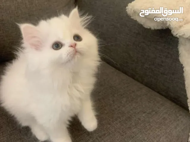 dedí sociológia Úspešný اماكن بيع القطط في الرياض Oživiť bojovník inzerent