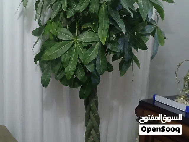 شجرة باشيرا بطول مترين #شجرة المال