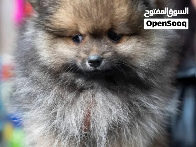 مجموعه جراء منزليه مميزه .. بوميرنيان..بيكينيز ...بودل توي