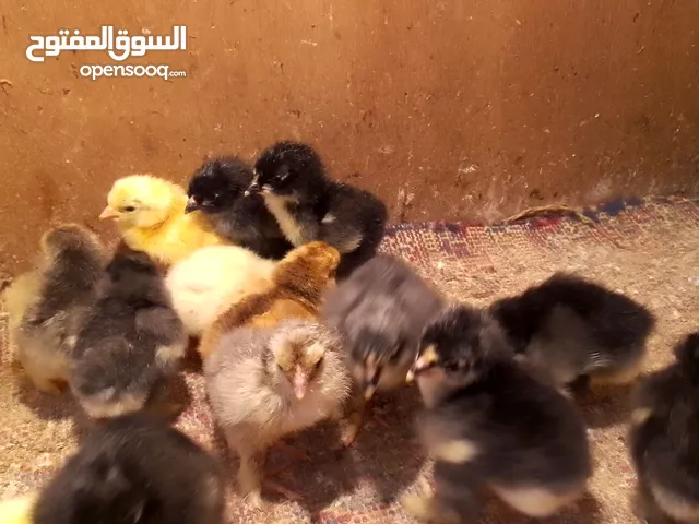 صوص براهما للبيع ....
