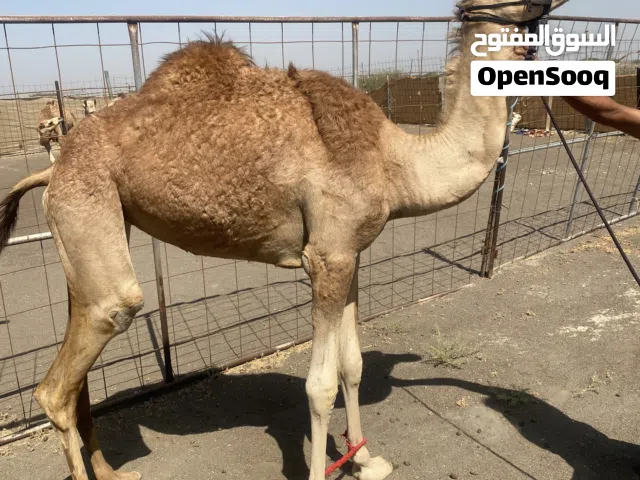 بكره فطيم.