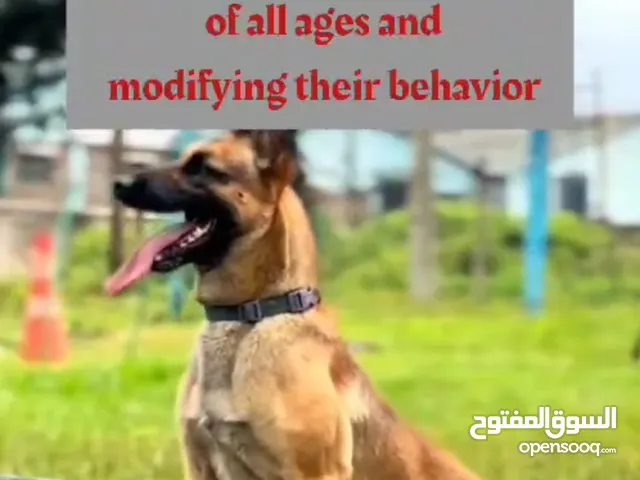 training dogs profissionals محترفين تدريب الكلاب الحراسه وكلاب الزينة الصغيره