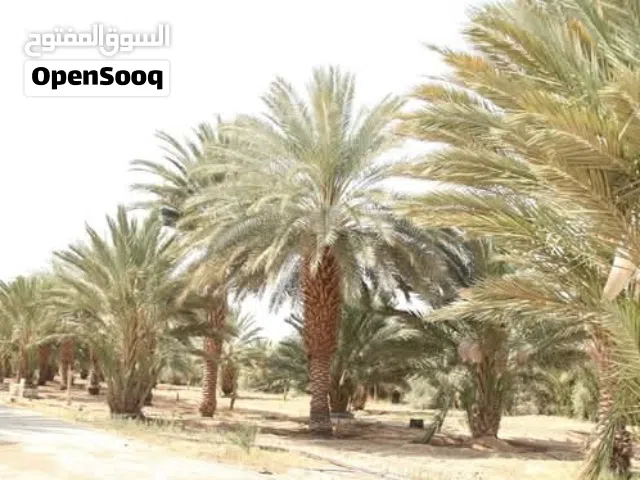 اشجار نخيل نخب