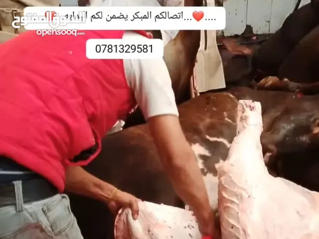 دبح خرفان أضاحي العيد