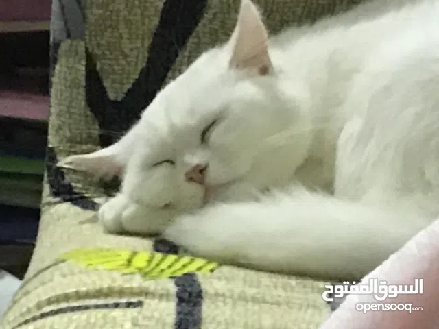 قطه انثي هاديه