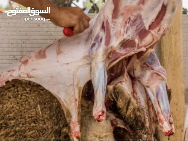 لحام داخل المفرق اذا في عندك اكثر من الضحيتين نجيك وين ما بدك رقم الهاتف