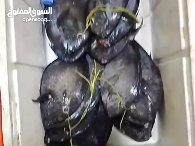 اسماك طازجة ومبردة نورد للمطاعم والاسترحات و الافراد