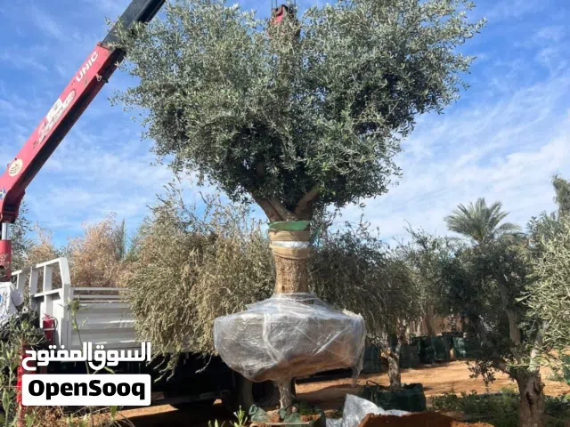 زيتون ونخيل
