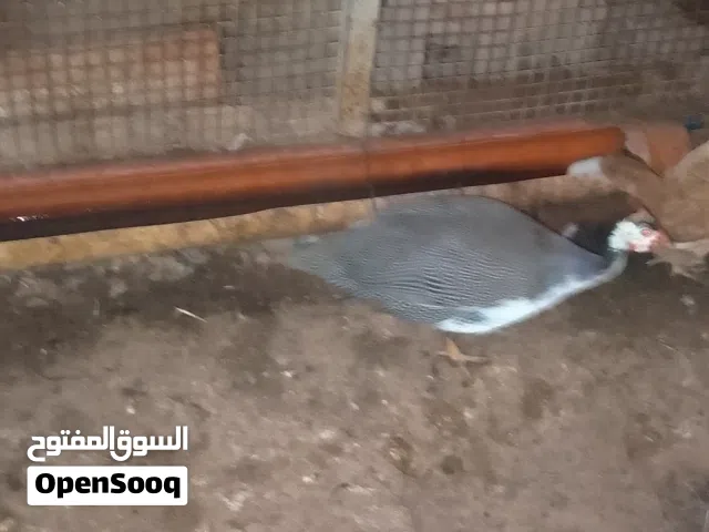 دجاج حبشي بصحه جيده