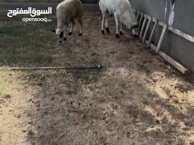 فحل للبيع معطي فيه 2000