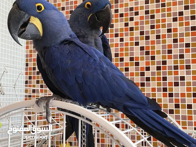 Hyacinth Parrots