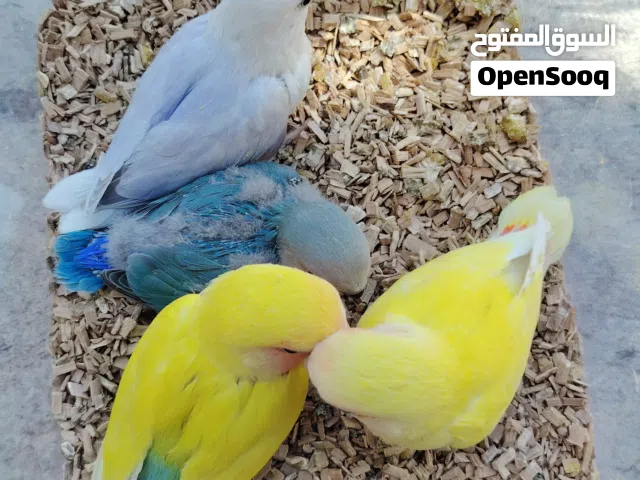 فروخ لوف بيرد روز صحه و نظافه و ألوان جميله ما شاء الله العمر تقريبا شهر و اسبوع
