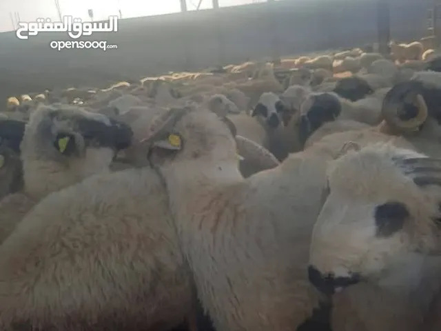 كل عام وانتم بالف خير اضحى مبارك