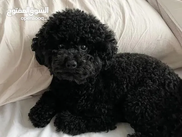 اثنى توي بودل للبيع