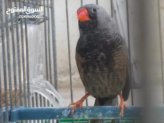 فحل شاركول