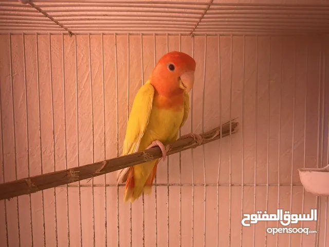 ذكر لوفبيرد